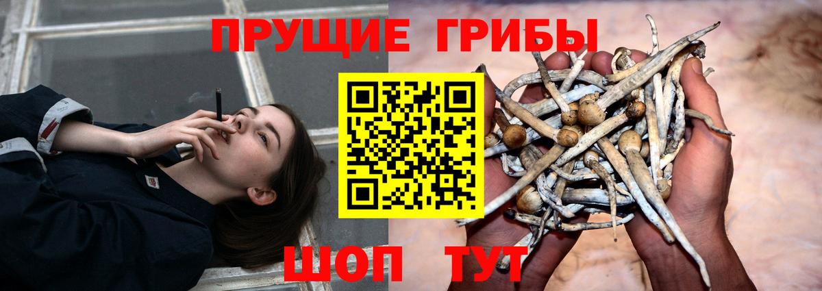 цена наркотик  Псилоцибиновые грибы Psilocybine cubensis  Вход с VPN  Скопин 